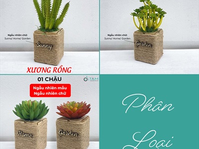 Chậu sen đá vuông quấn dây thừng để bàn [Nhiều kiểu] CHAUCAYGIA-20